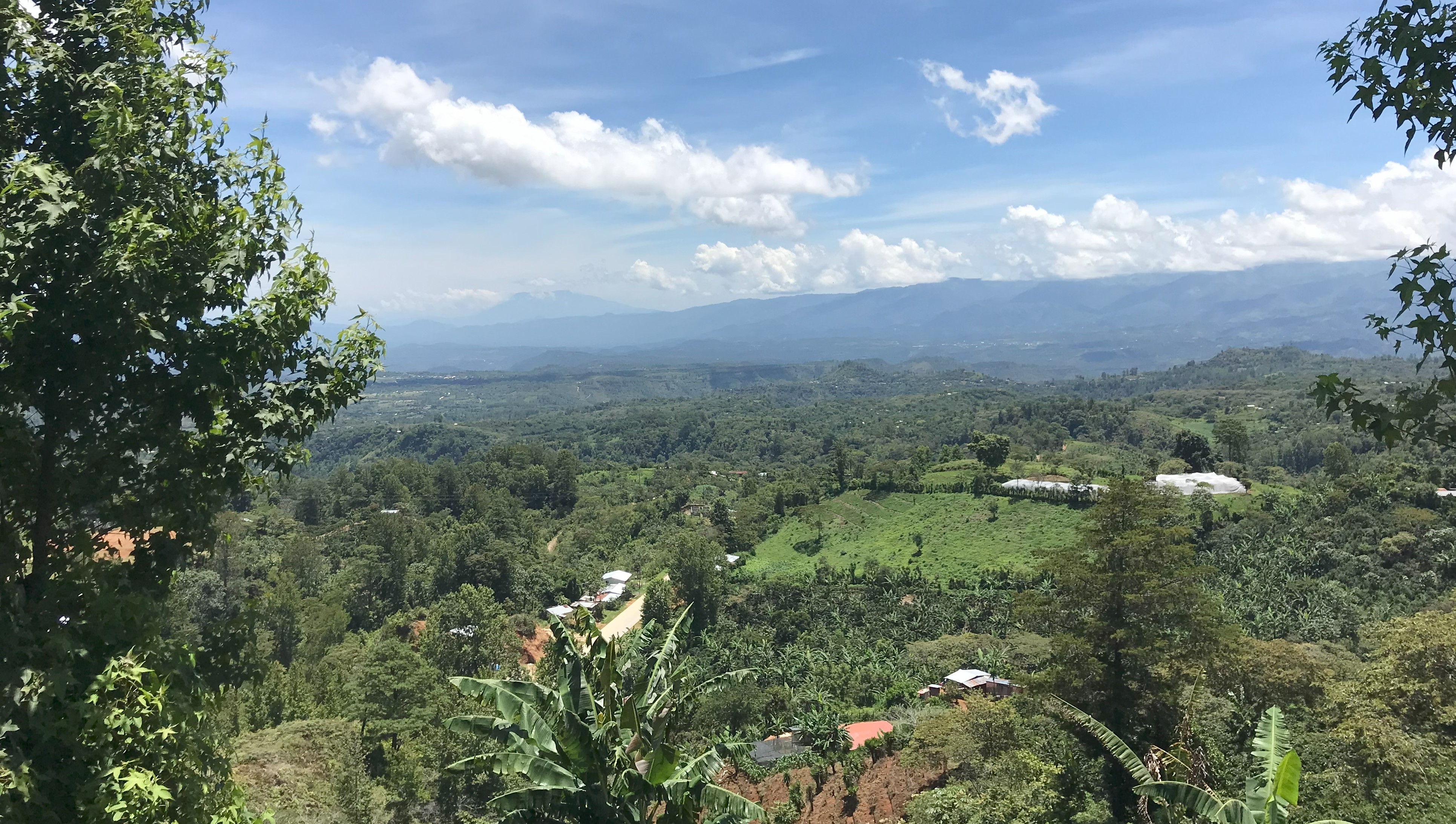 LIMITATA 60 Bio, Espresso Honduras
