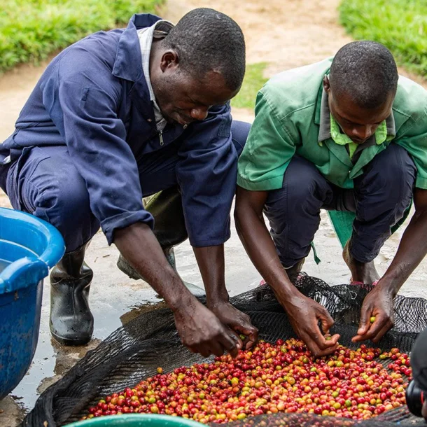 LIMITATA, Espresso, Ruanda 250 g