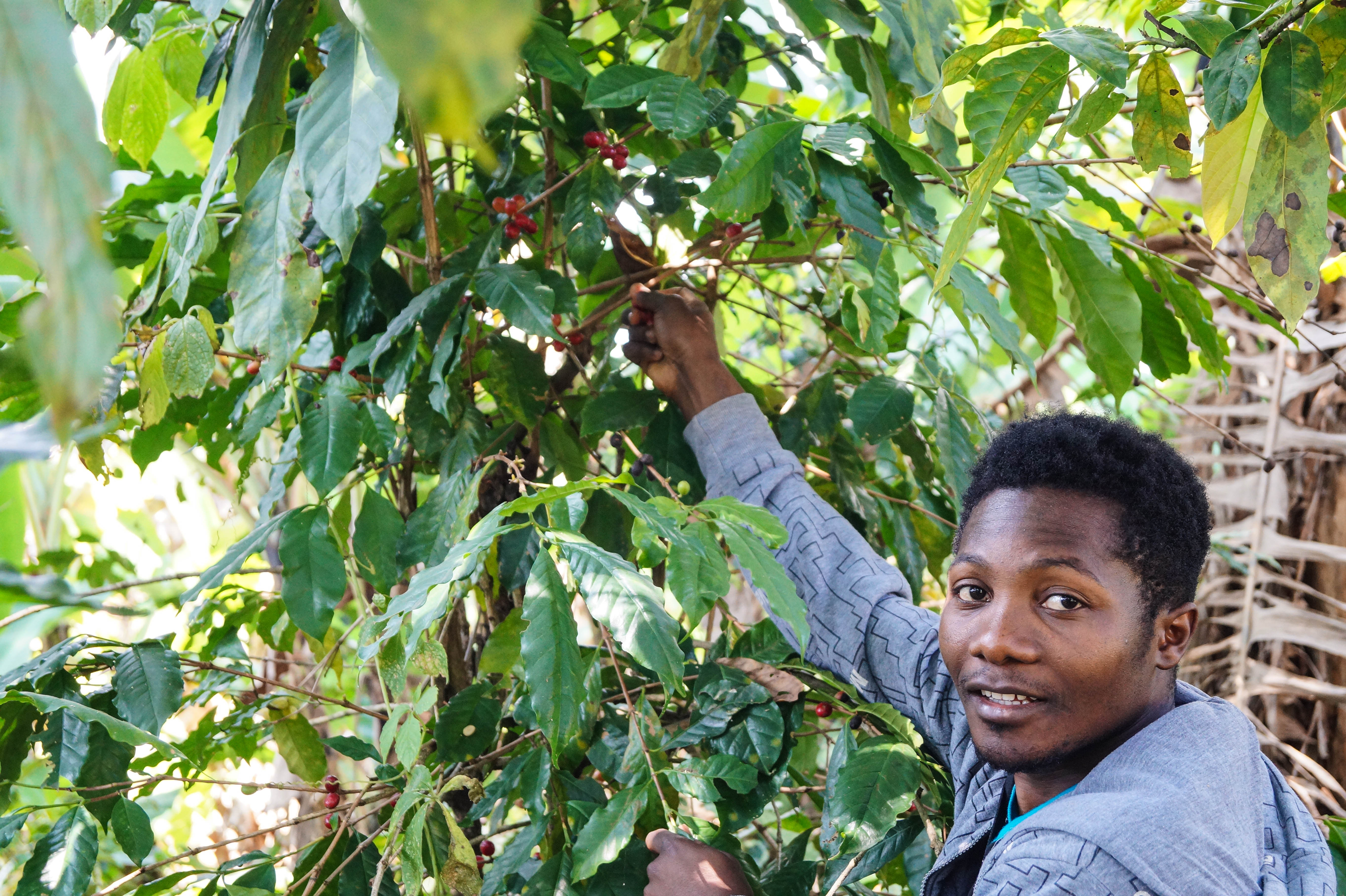 KAMERUN BONJABEE, Espresso