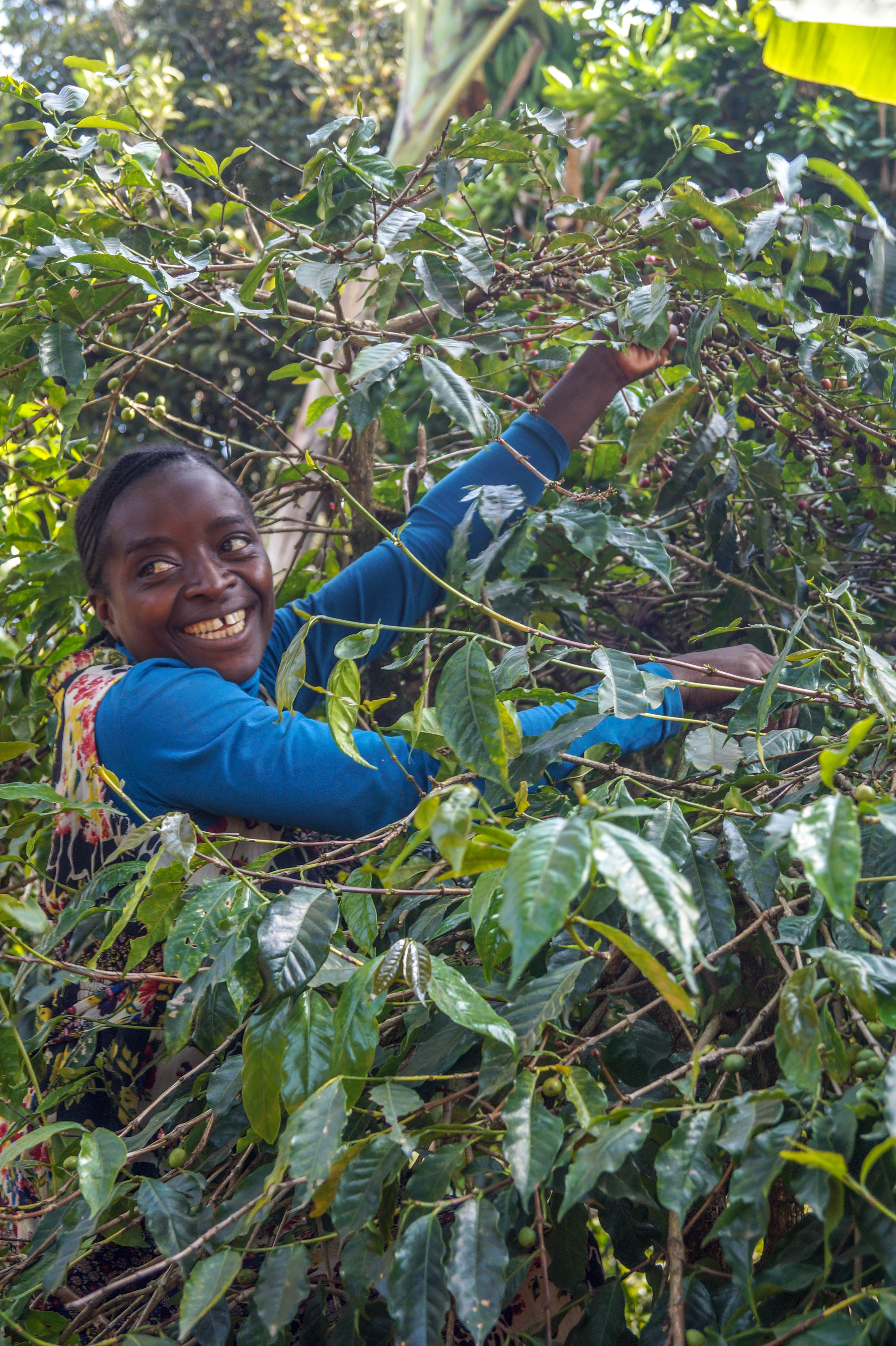 KAMERUN BONJABEE, Espresso