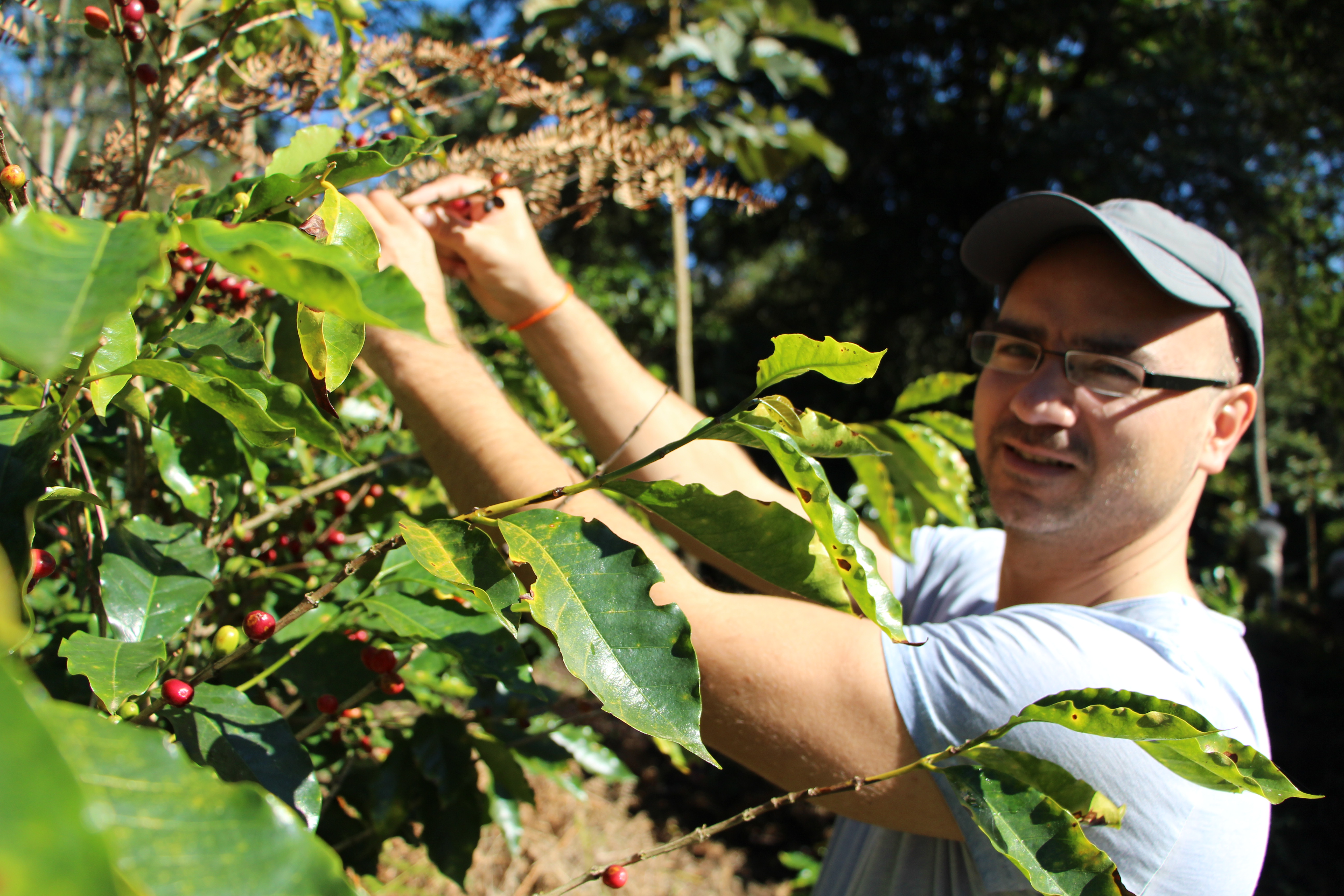 Demeter CAMOCIM Bio, Kaffee