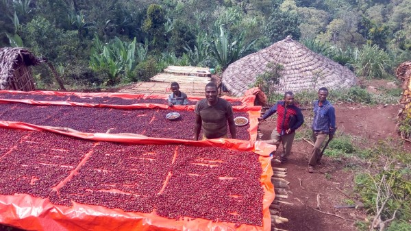 Äthiopien Guji Tero Farm Bio Kaffee